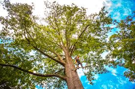 How Our Tree Care Process Works  in  Hurt, VA